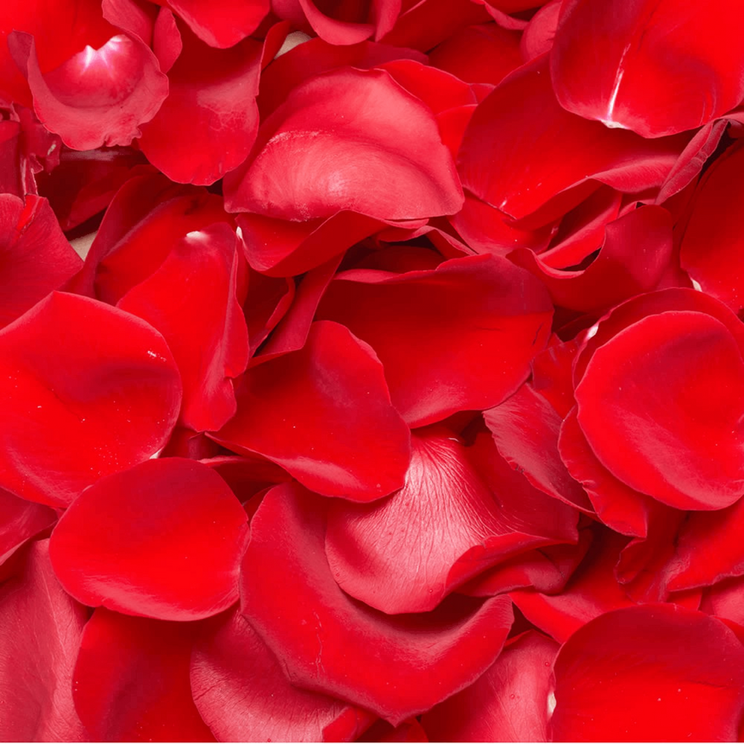 Valentine Day Petals, Red Roses Petals, 300 Rose Petals